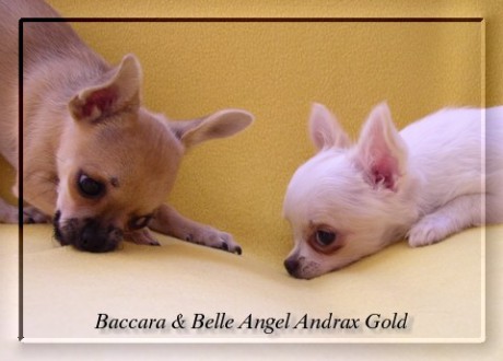 Baccara a Belle Angel Andrax Gold