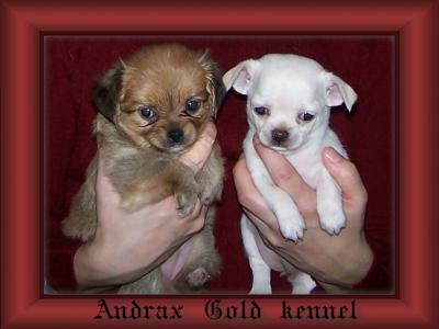 Andrax Gold kennel