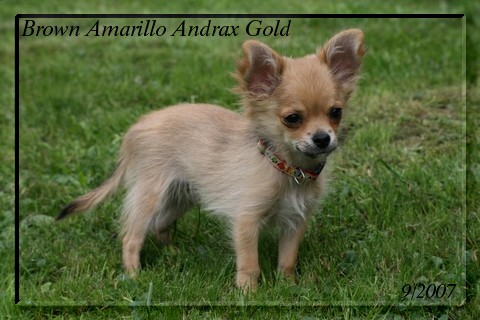 Brown Amarillo Andrax Gold