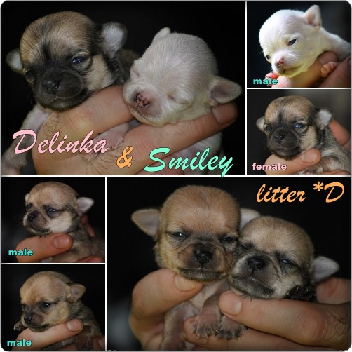 puppies-litter-d-page-collage.jpg