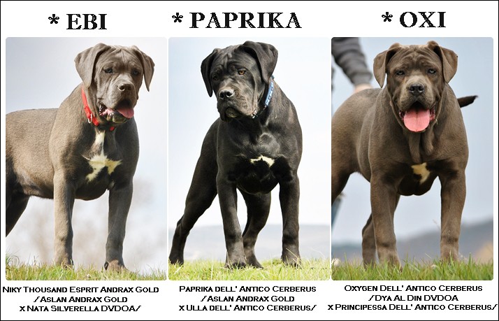 cane-corso-girls-page-collage.jpg